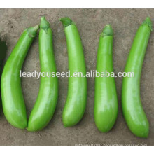 ME051 Qingjiao early maturity green hybrid long eggplant seeds